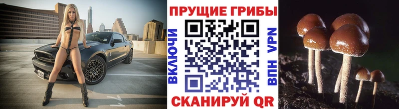 Псилоцибиновые грибы Magic Shrooms  Купить  Дербент 